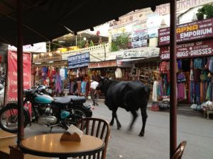 noch einmal eine Kuh...