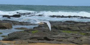 Das Mittagessen steckt noch im Schnabel