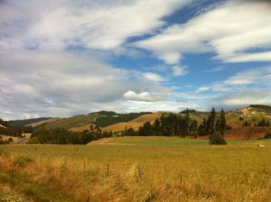 Die Holzindustrie rund um Nelson ist gewaltig