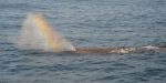 Whale Watching