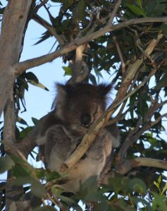 unser erster Koala