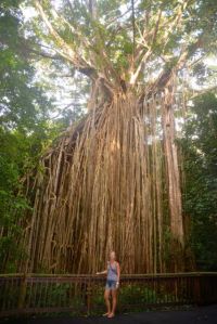 der imposante Fig Tree in den Tablelands