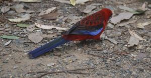 dieser Frechdachs landete mir kurzerhand auf dem Kopf - genannt Crimson Rosella