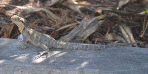 Ein Leguan auf Besuch während unserem Frühstück am Beach