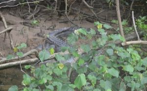 ein weiteres Prachtsstück - fühlte sich offenbar gestört