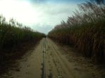 Fahrt durch die Zuckerplantage - vor uns KLOMONE's Auto