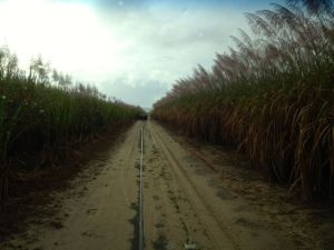 Fahrt durch die Zuckerplantage - vor uns KLOMONE's Auto