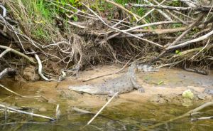 Gefunden... hier ein 4 Meter Exemplar