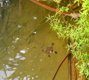 Kleiner Turtle im Lake Eachan in den Tablelands