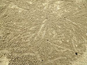 Krebse produzieren manchmal erstaunliche Kunststücke