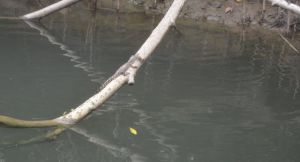 Nachwuchs - 2 Monate alt