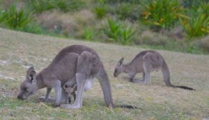 Nachwuchs ist garantiert