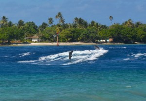 Beim Tiputa Pass in Rangiroa leben rund 20 Delfine