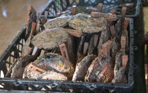 Besuch der Perlenfarm in Rangiroa