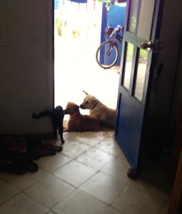 Mamadou, Danon und Bounty