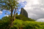 Moorea ist ziemlich grün