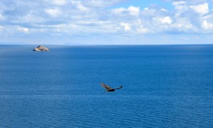 Adler auf spanisch "Aguila"