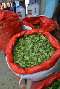 Coca-Blätter sind für alles gut...