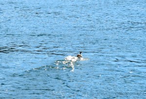 Der stark bedrohte Titicaca-Taucher