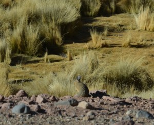 ein weiterer Wüstenbewohner - grüner Hase