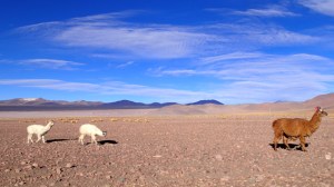 Lamas in beeindruckender Umgebung