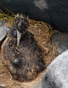 Albatross Baby