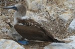 Blue-footed Booby mit Jungem