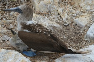 Blue-footed Booby mit Jungem