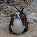 Blue-footed Booby mit zwei Jungen