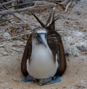 Blue-footed Booby mit zwei Jungen