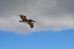 Brown Pelican