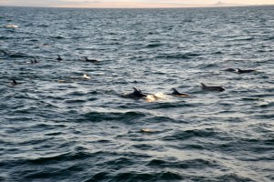 Delfine begleiten unser Boot für eine Weile