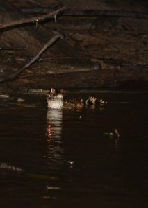 Die Augen verraten ihn in der Dunkelheit von Weitem