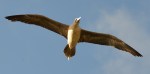 Die Flügelspannweite der Red-footed Booby kann bis zu einem Meter reichen