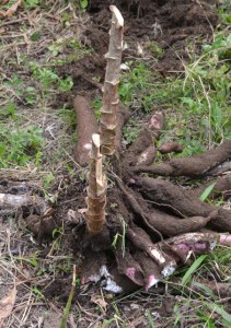Die Juka Würzen welche Hauptnahrungsmittel der Einheimischen ist