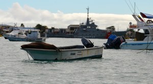 Die Seelöwen sind überall zu Hause...