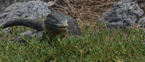 Ebenfalls ein Land Iguana
