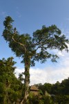 Eindrücklicher Baum bei der Cuyabeno River Lodge