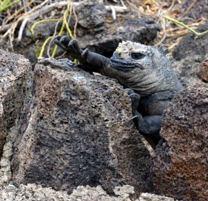 Einmal mehr faszinierend...