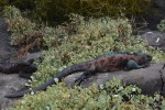 Farbenfroher Marine Iguana
