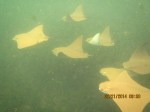 Golden Cownose Rays beim Schnorcheln