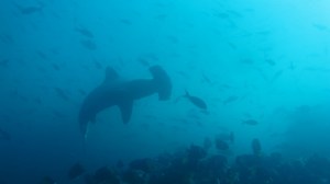 Hammerhead während Tauchgang bei Gordon Rock