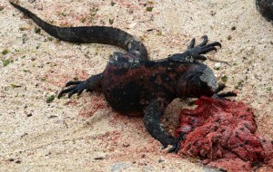 Iguanas verspeist die Plazenta von einem Seelöwen