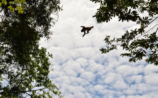 Kapuziner Affe beim Sprung über den River
