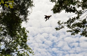 Kapuziner Affe beim Sprung über den River