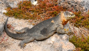 Land Iguana
