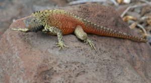 Lava Lizard on the rocks...