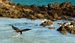 Magnificent Frigatebird beim Fischen