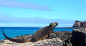 Marine Iguana auf Sullivan Bay
