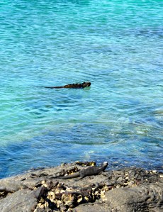 Marine Iguana im Wasser und an Land